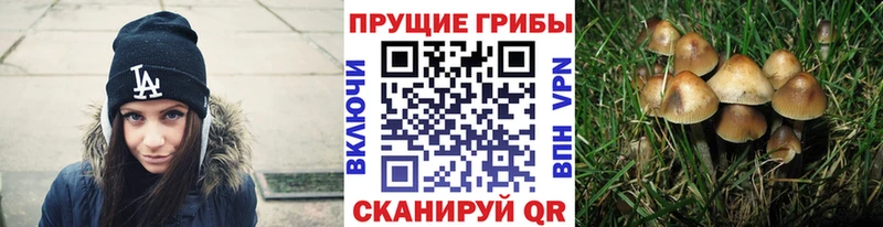 Псилоцибиновые грибы Psilocybine cubensis  Саки 